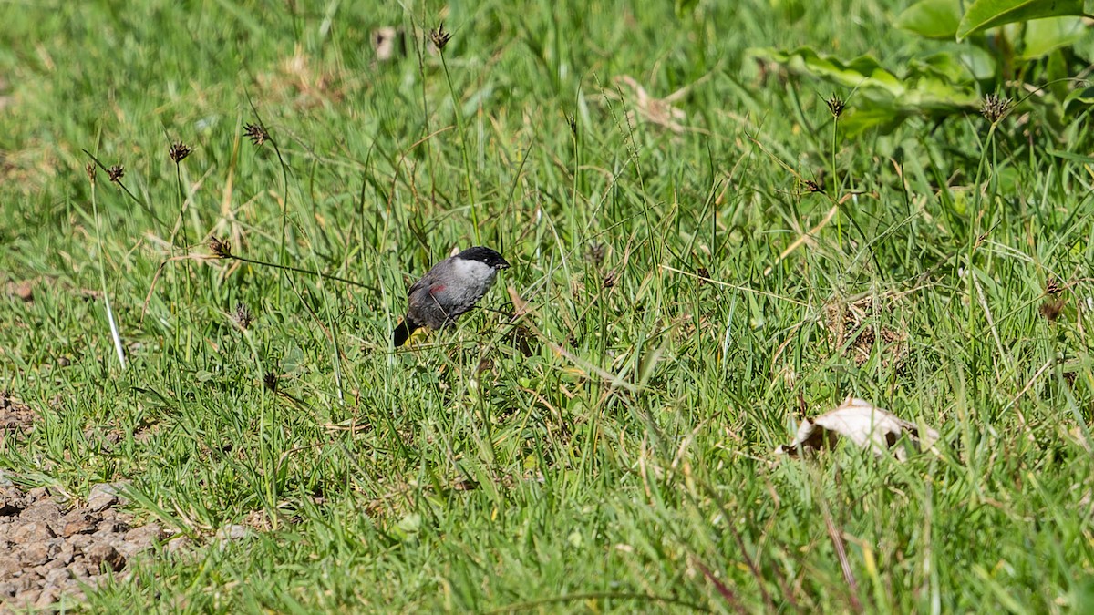 Kandt's Waxbill - ML613070705