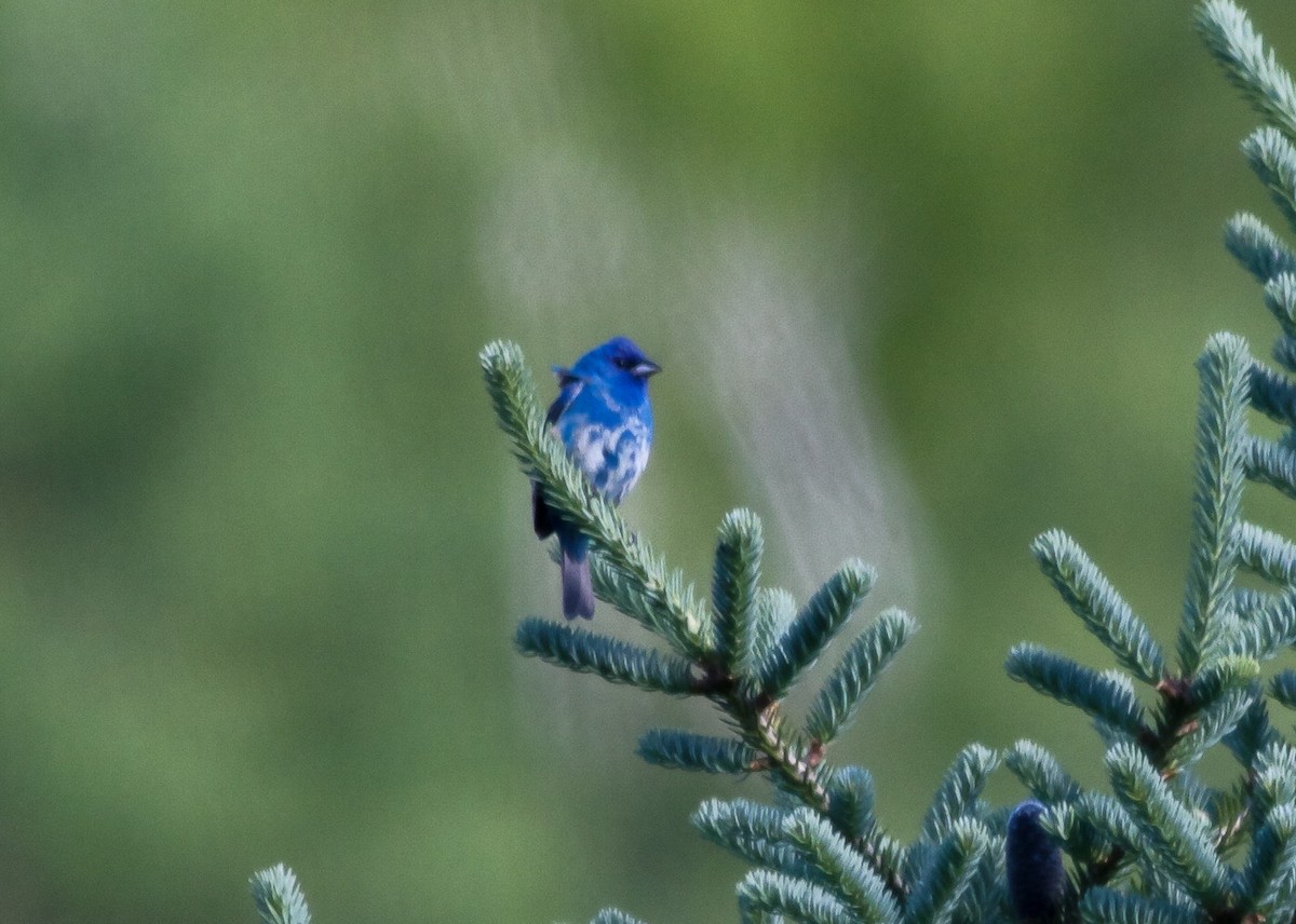 Indigo Bunting - ML61307081