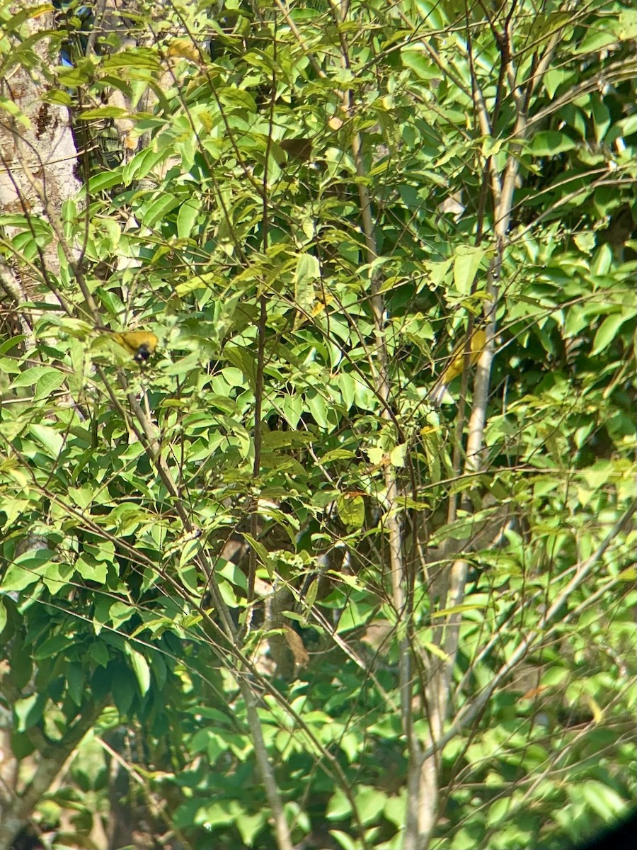 Black-crested Bulbul - ML613070832