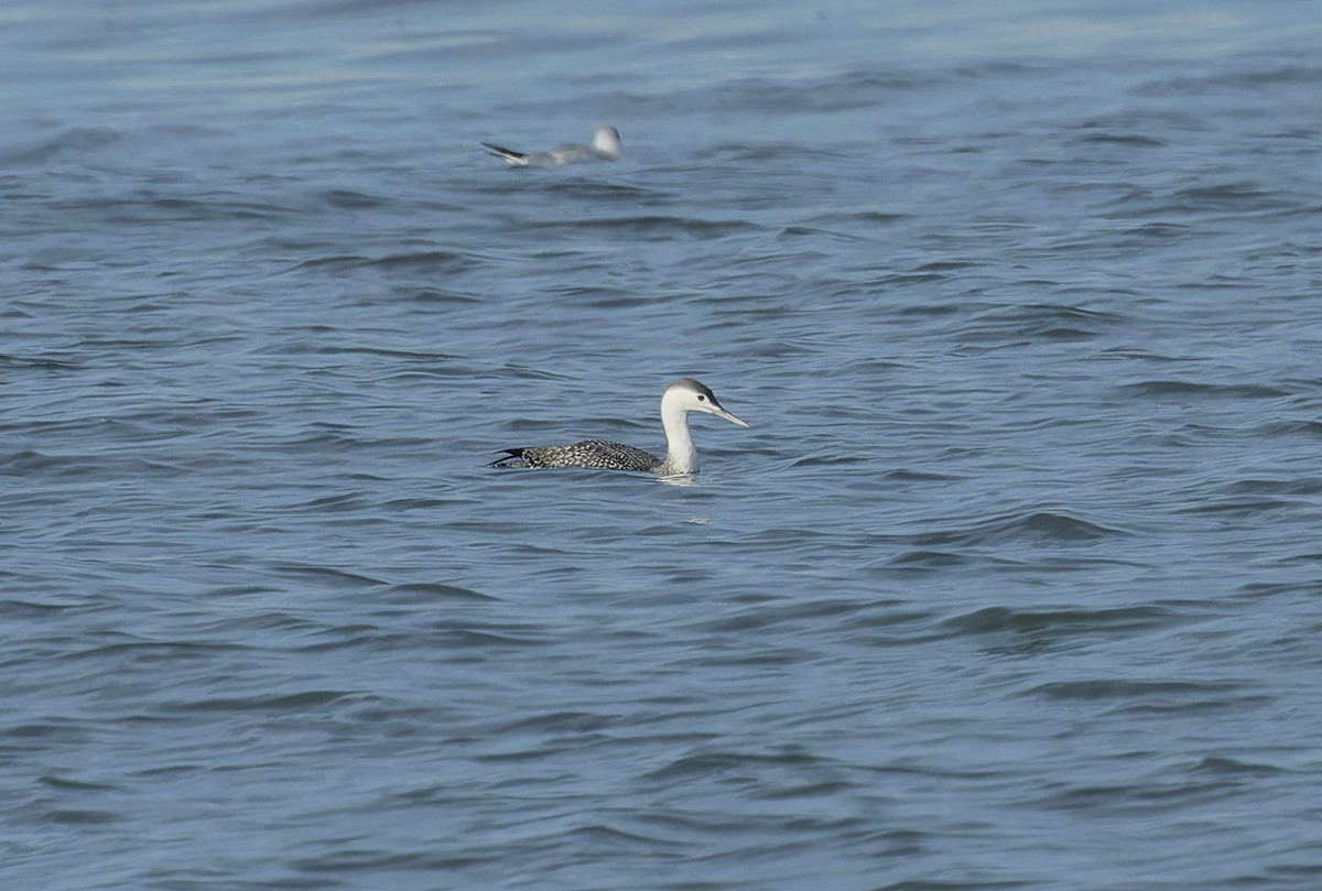 Red-throated Loon - ML613070912