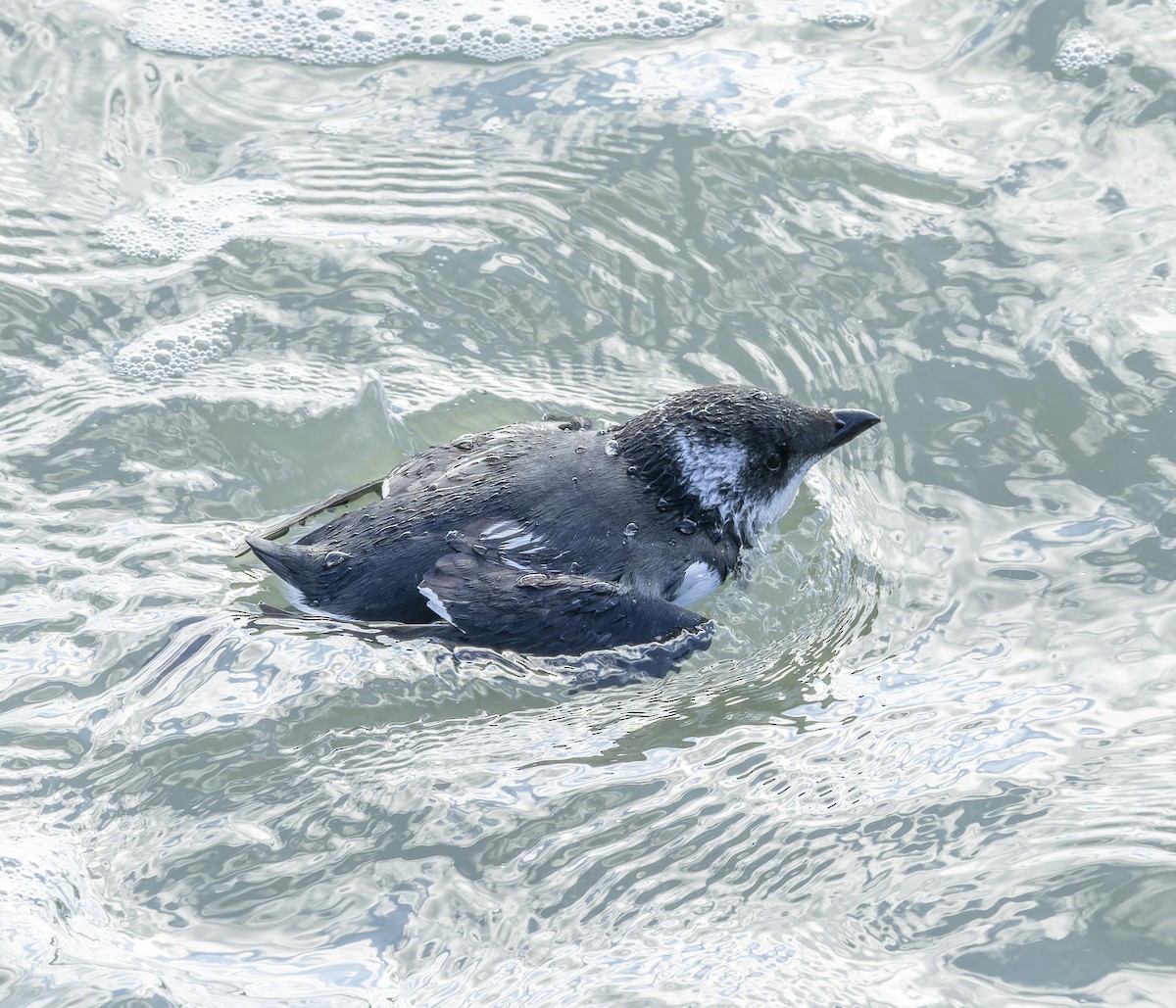 Dovekie - ML613070958