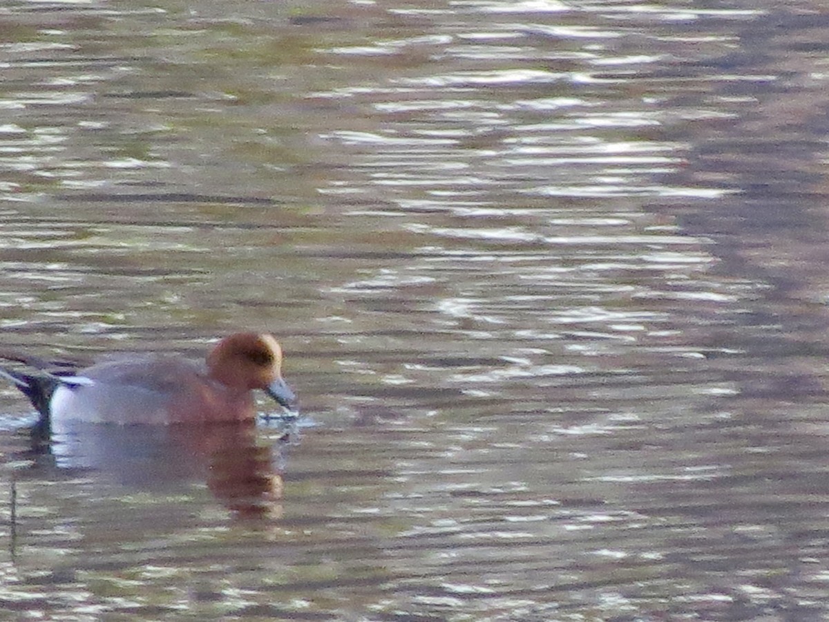 Eurasian Wigeon - ML613070982