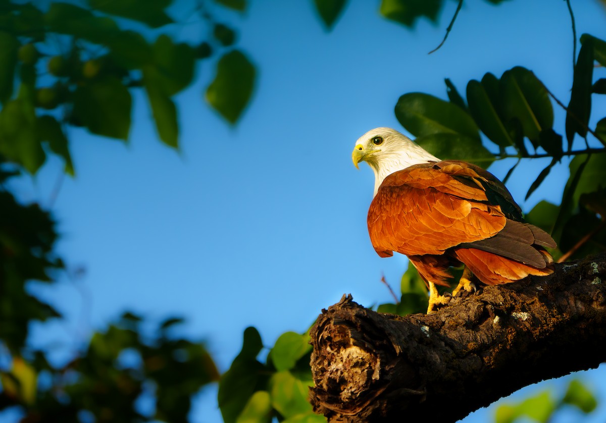 Brahminy Kite - ML613070994