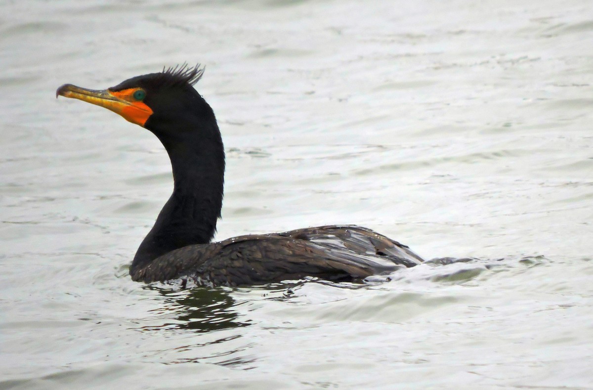 Double-crested Cormorant - ML613071050