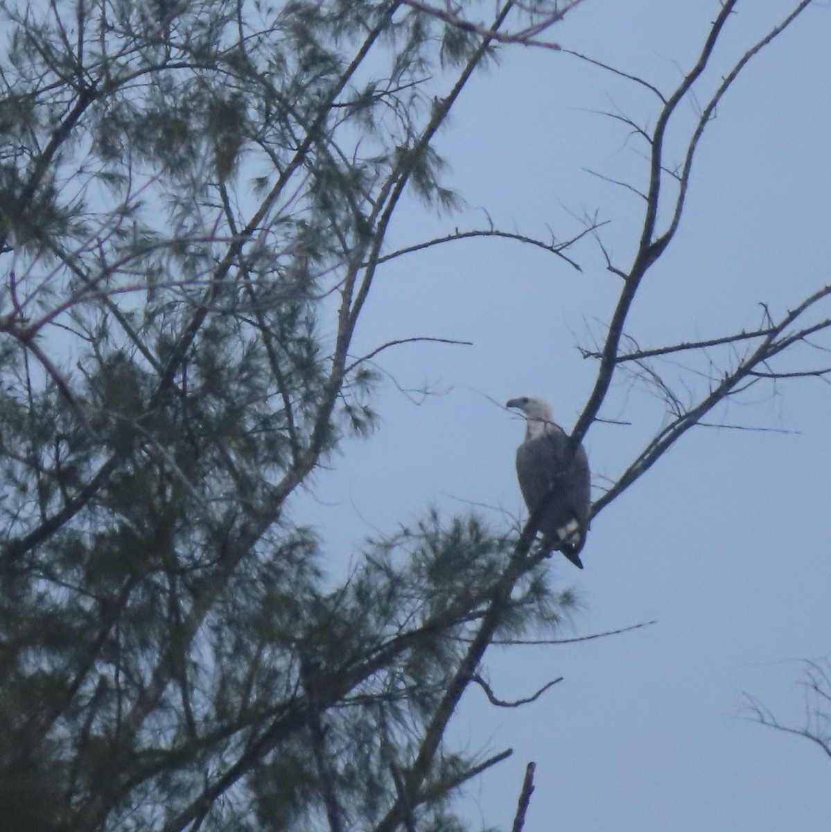 White-bellied Sea-Eagle - ML613071055