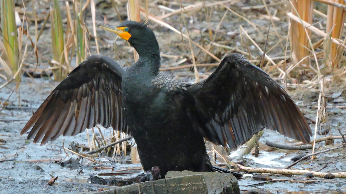 Double-crested Cormorant - ML613071063