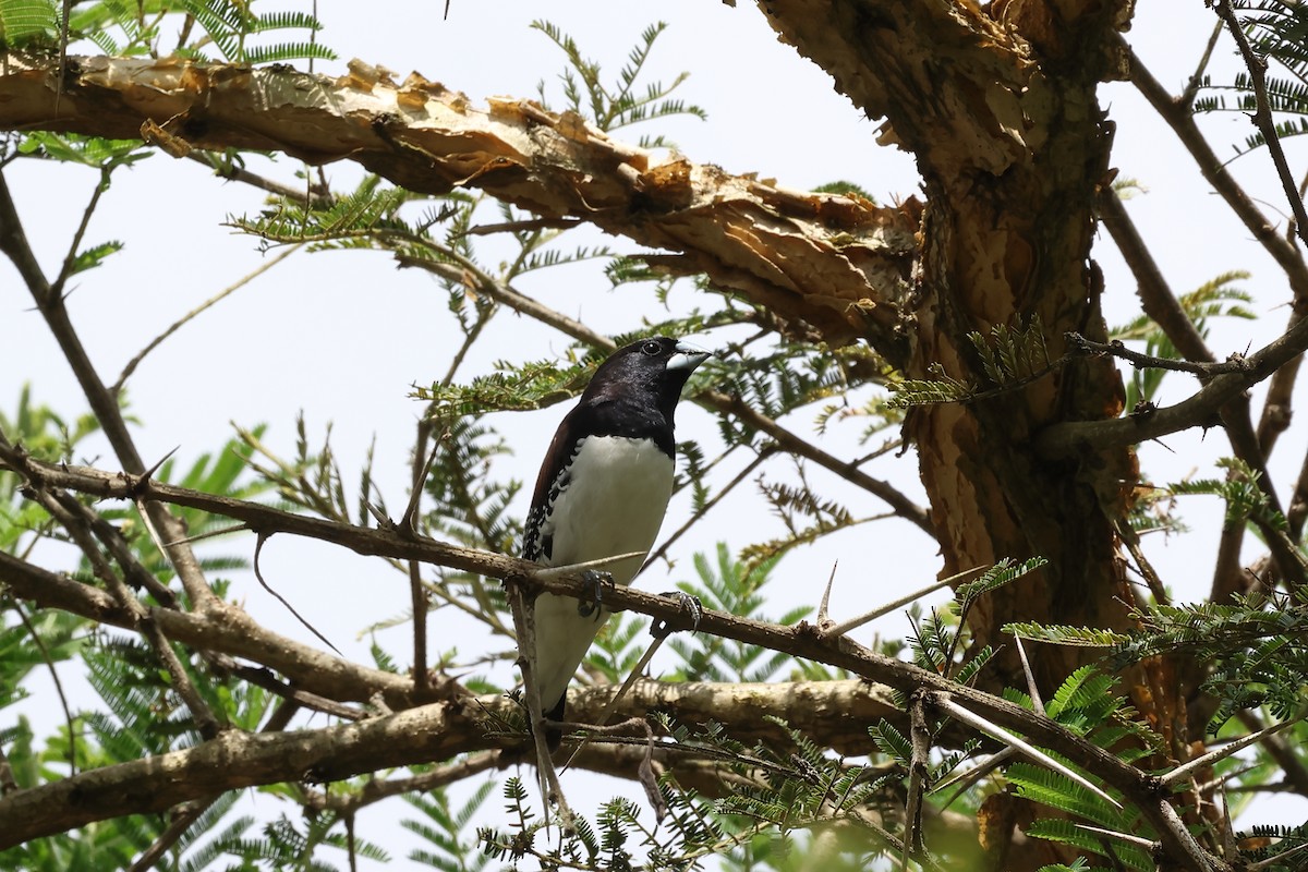 Black-and-white Mannikin (Red-backed) - ML613071087