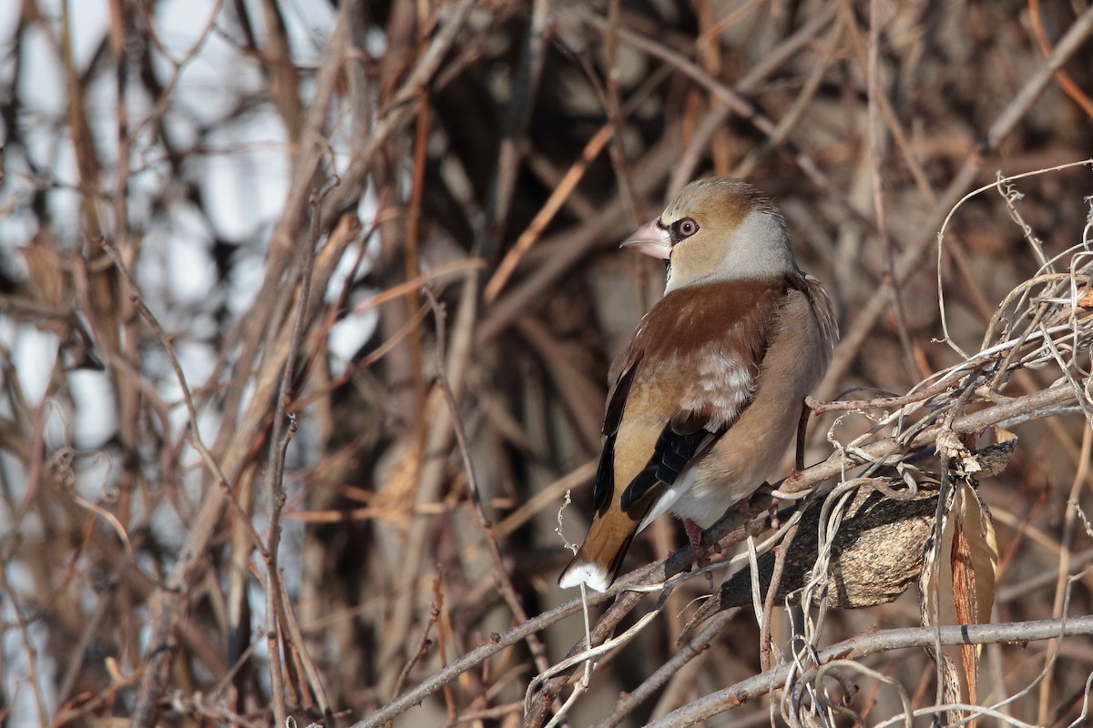 Hawfinch - ML613071094