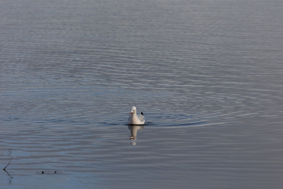 Slender-billed Gull - ML613071173