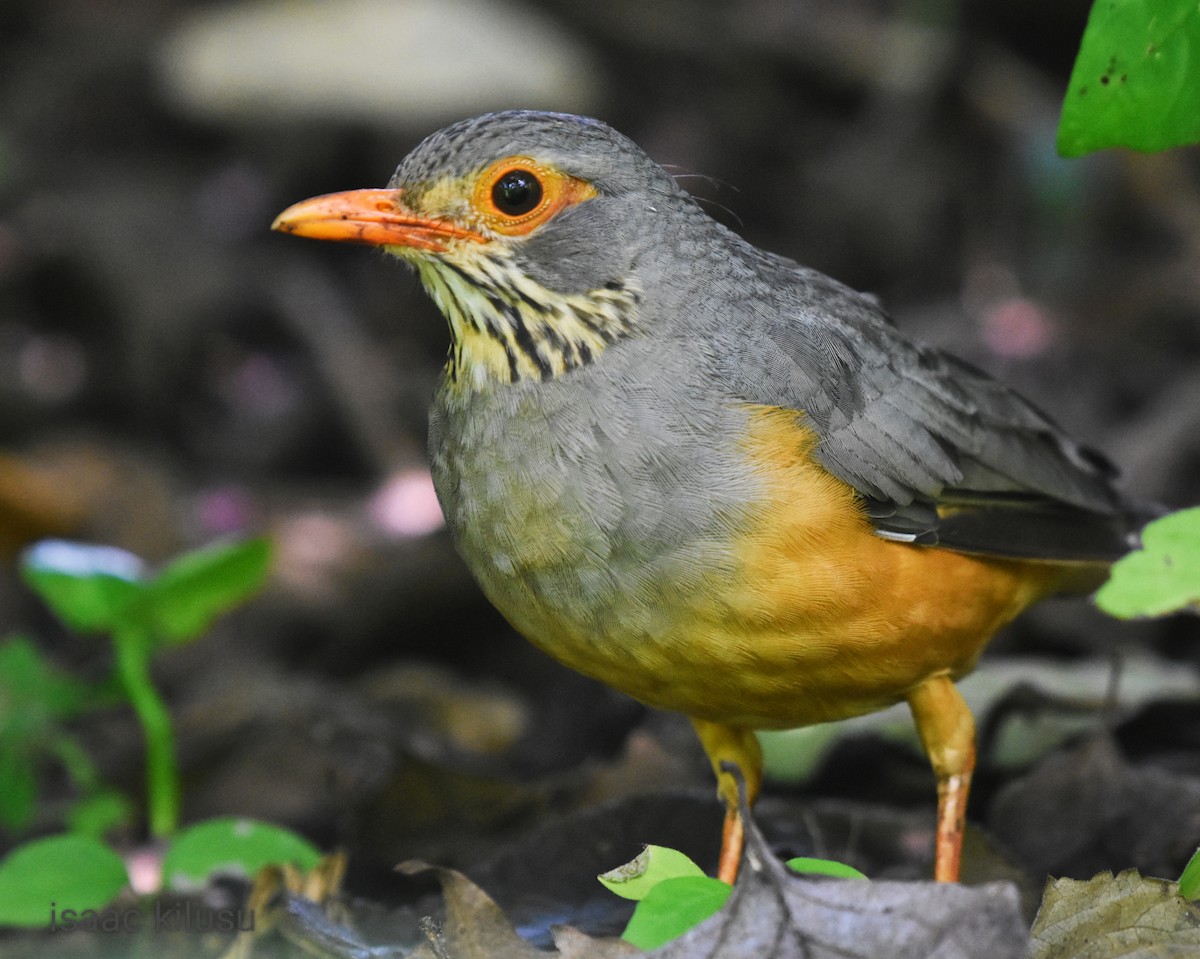 African Bare-eyed Thrush - ML613071177