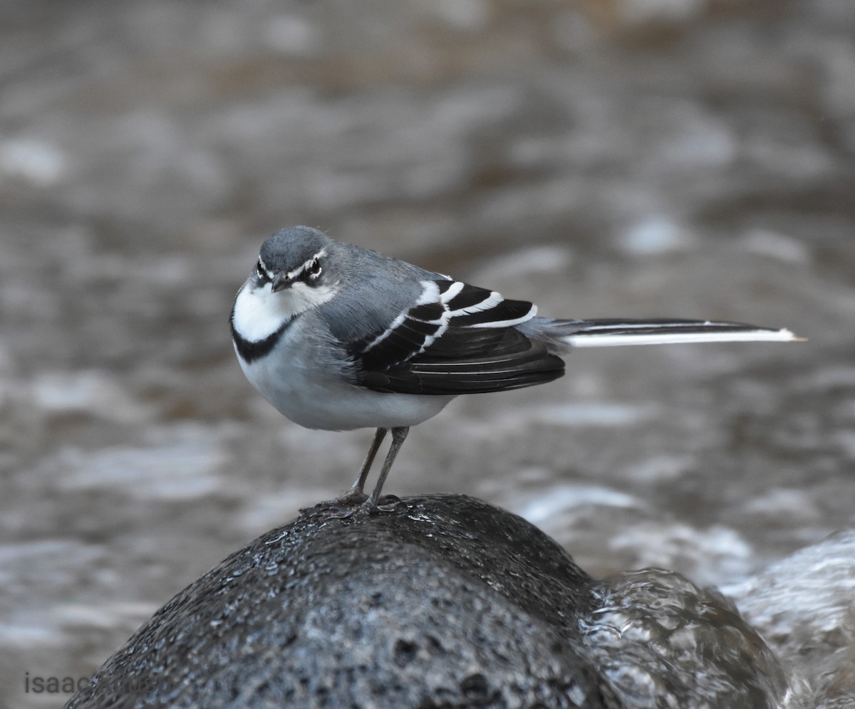 Mountain Wagtail - isaac kilusu