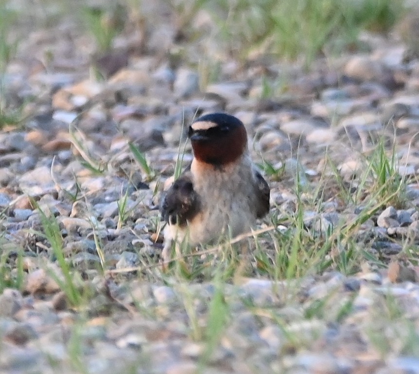 Cliff Swallow - ML613071207