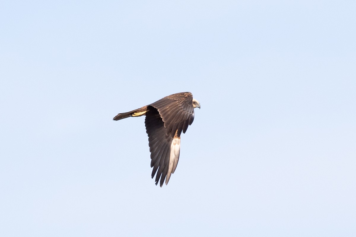 Western Marsh Harrier - ML613071209