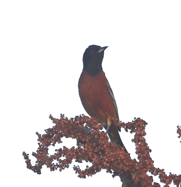 Oriole des vergers - ML613071213