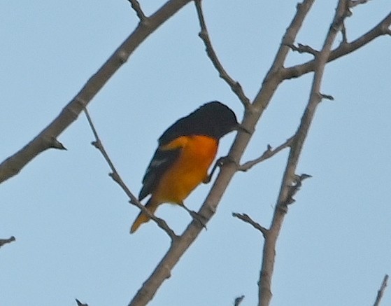 Oriole des vergers - ML613071214