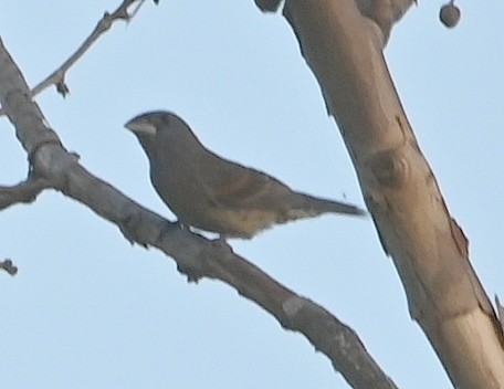 גבתאי כחול - ML613071216