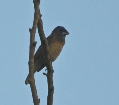 Guiraca bleu - ML613071217