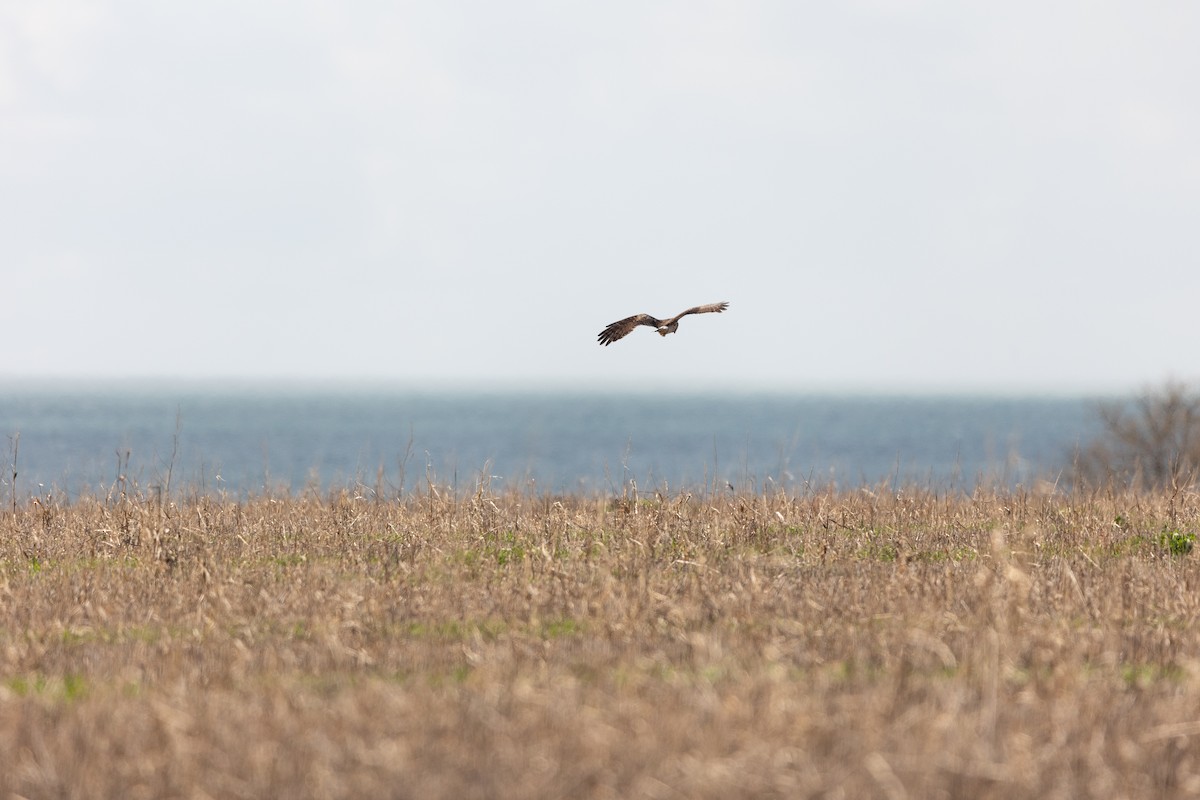 Hen Harrier - ML613071221