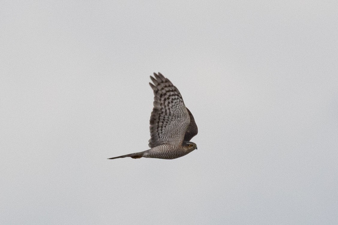 Eurasian Sparrowhawk - ML613071225