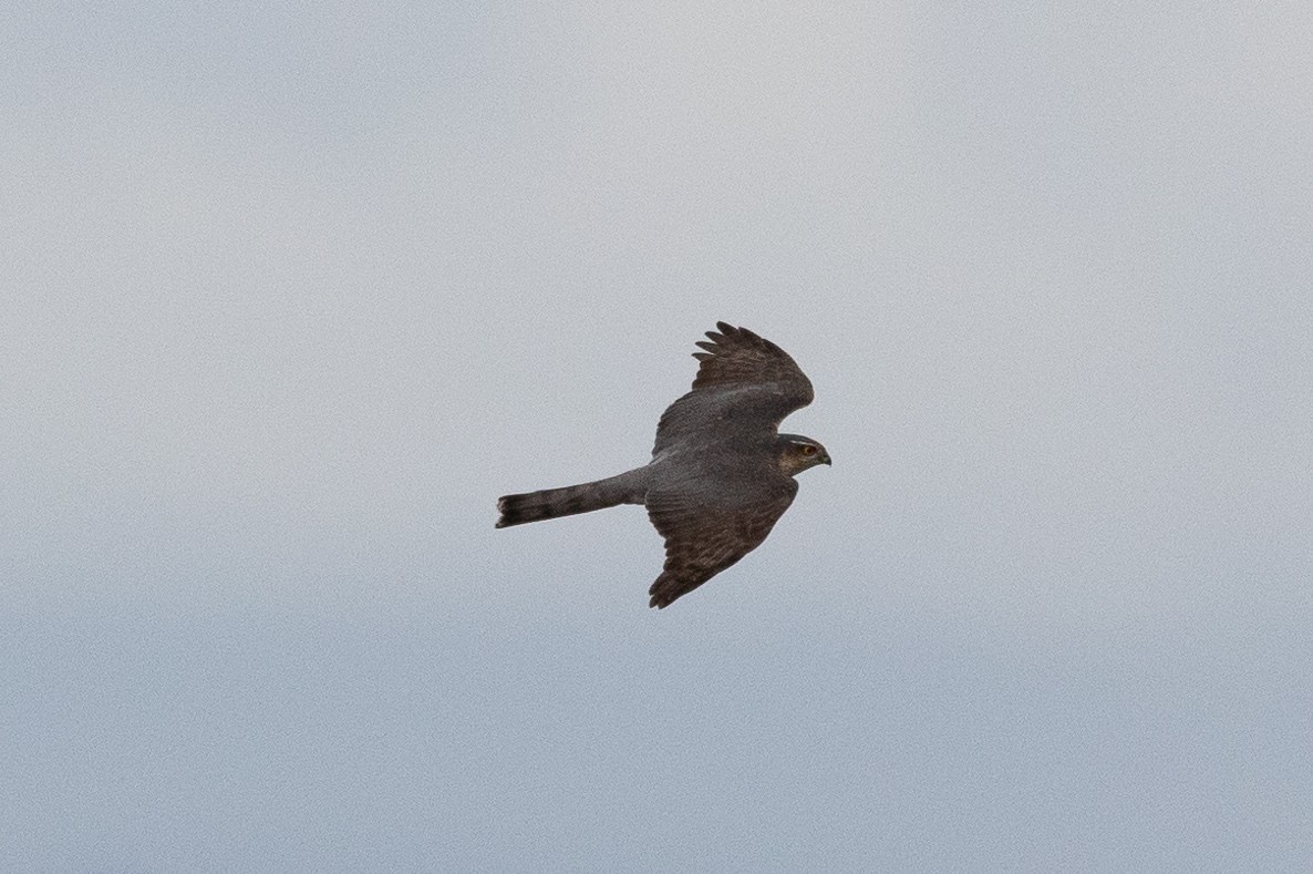 Eurasian Sparrowhawk - ML613071226