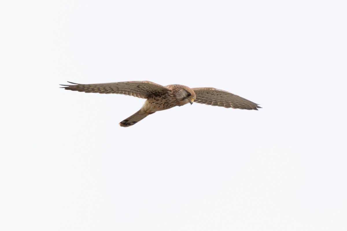 Eurasian Kestrel - ML613071235