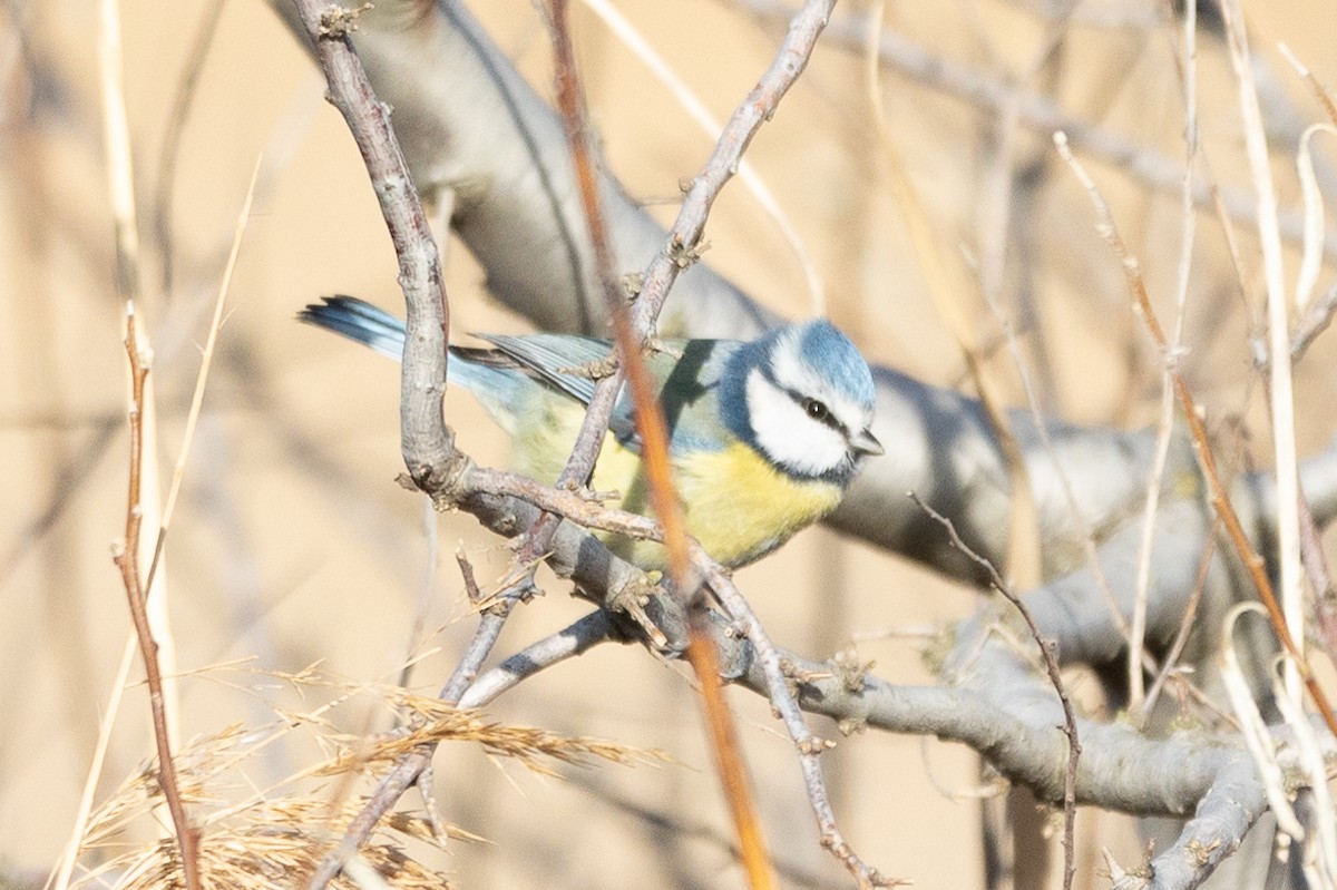 Eurasian Blue Tit - ML613071253