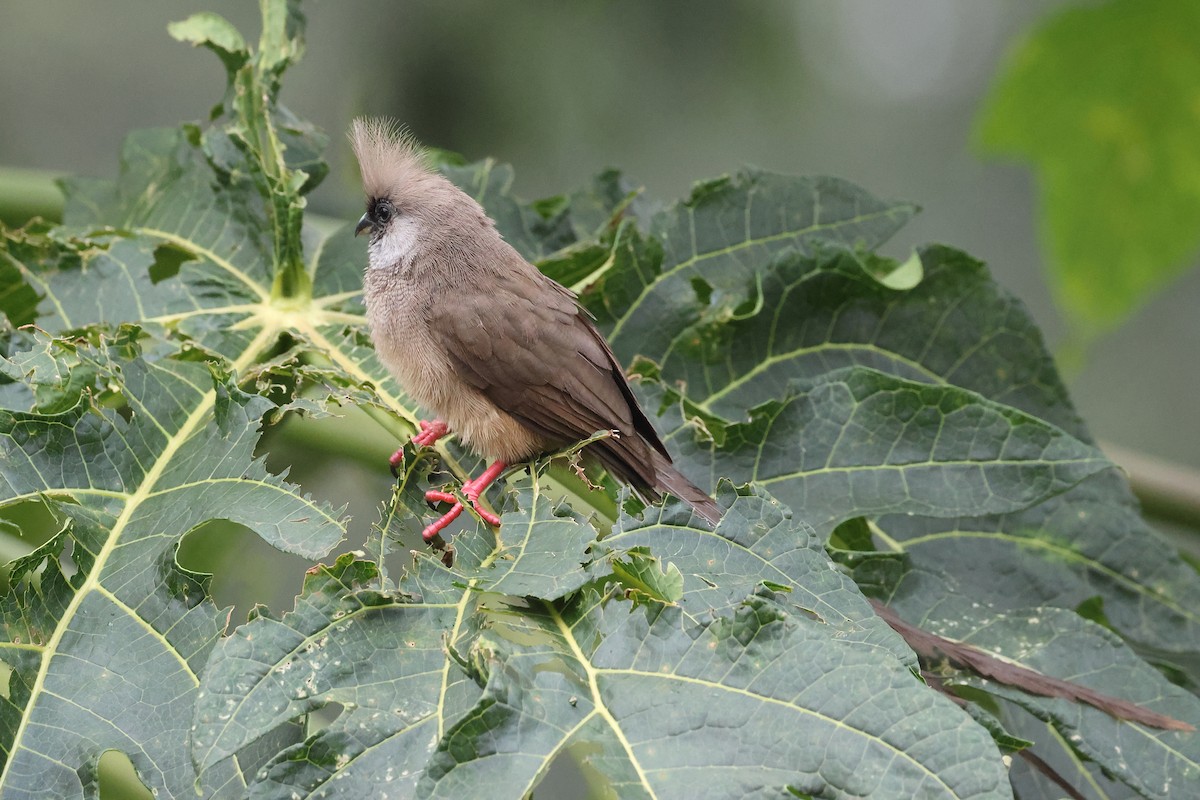 Pájaro Ratón Común - ML613071254