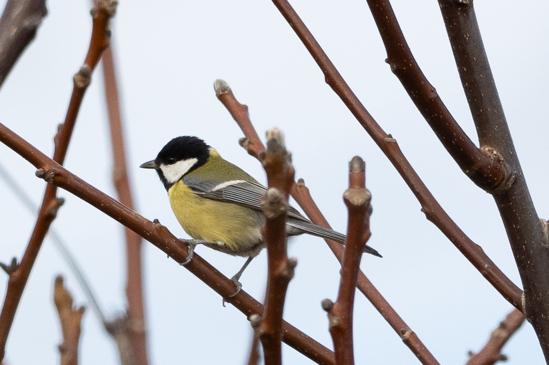 Great Tit - ML613071257