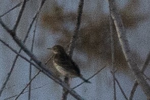 Meadow Pipit - ML613071259