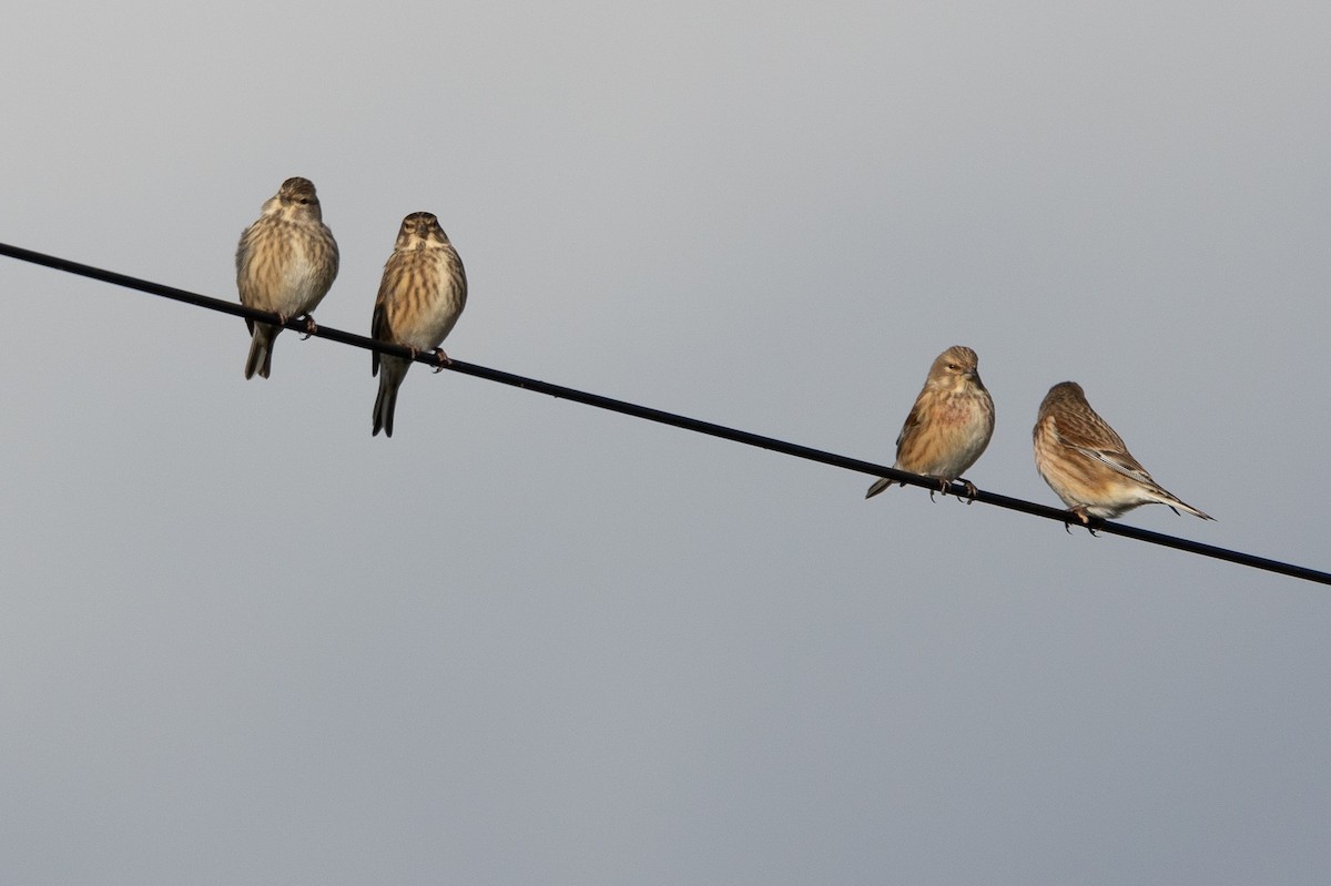 Eurasian Linnet - ML613071261