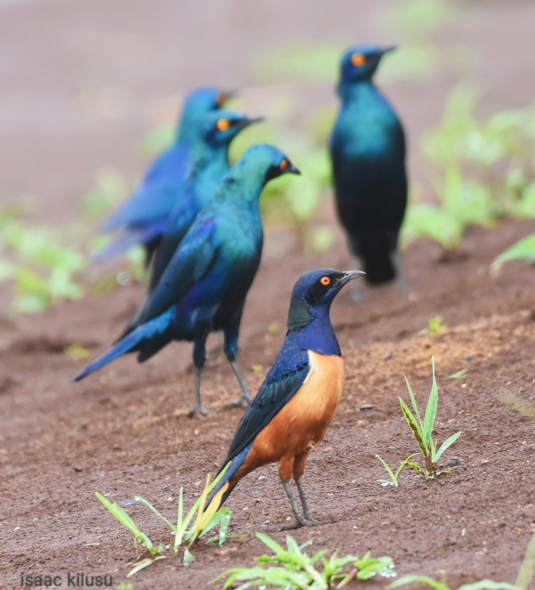 Hildebrandt's Starling - isaac kilusu