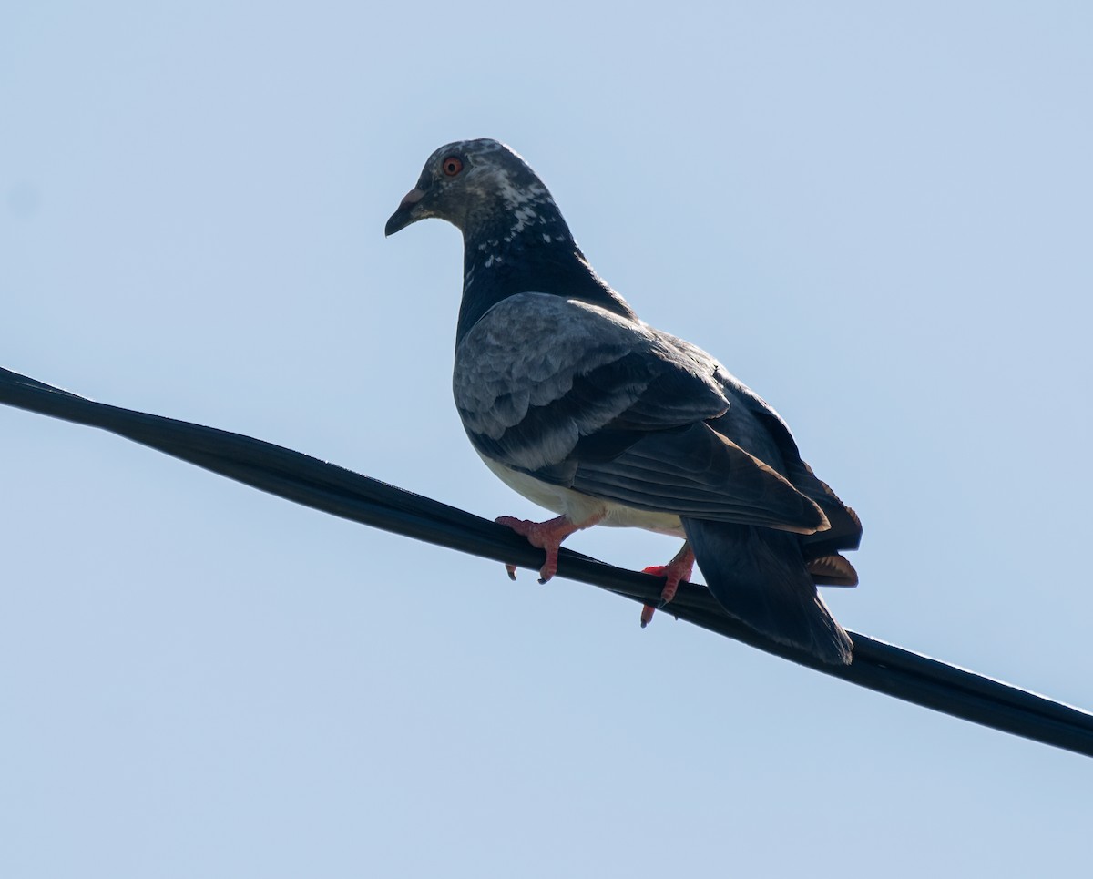 Rock Pigeon (Feral Pigeon) - ML613071271