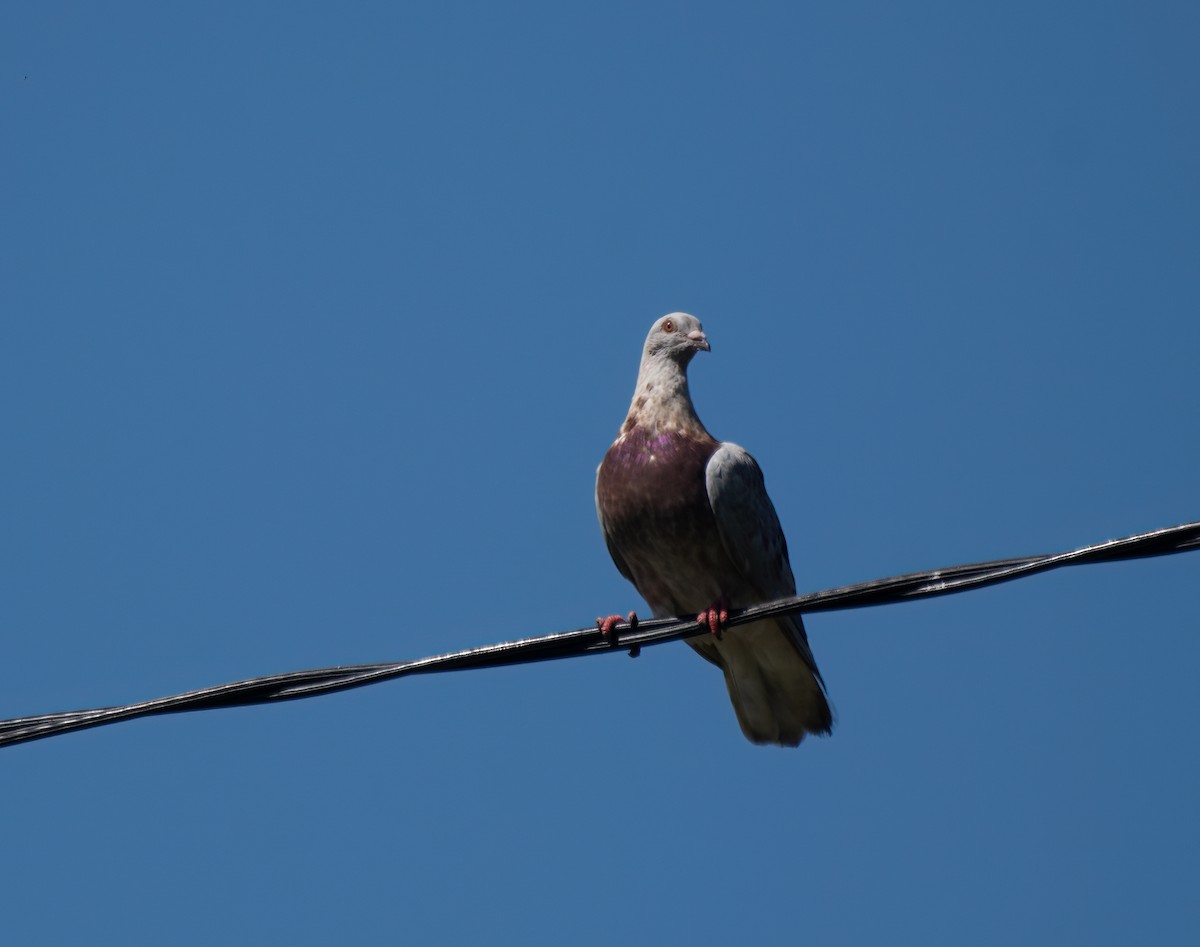 Rock Pigeon (Feral Pigeon) - ML613071272