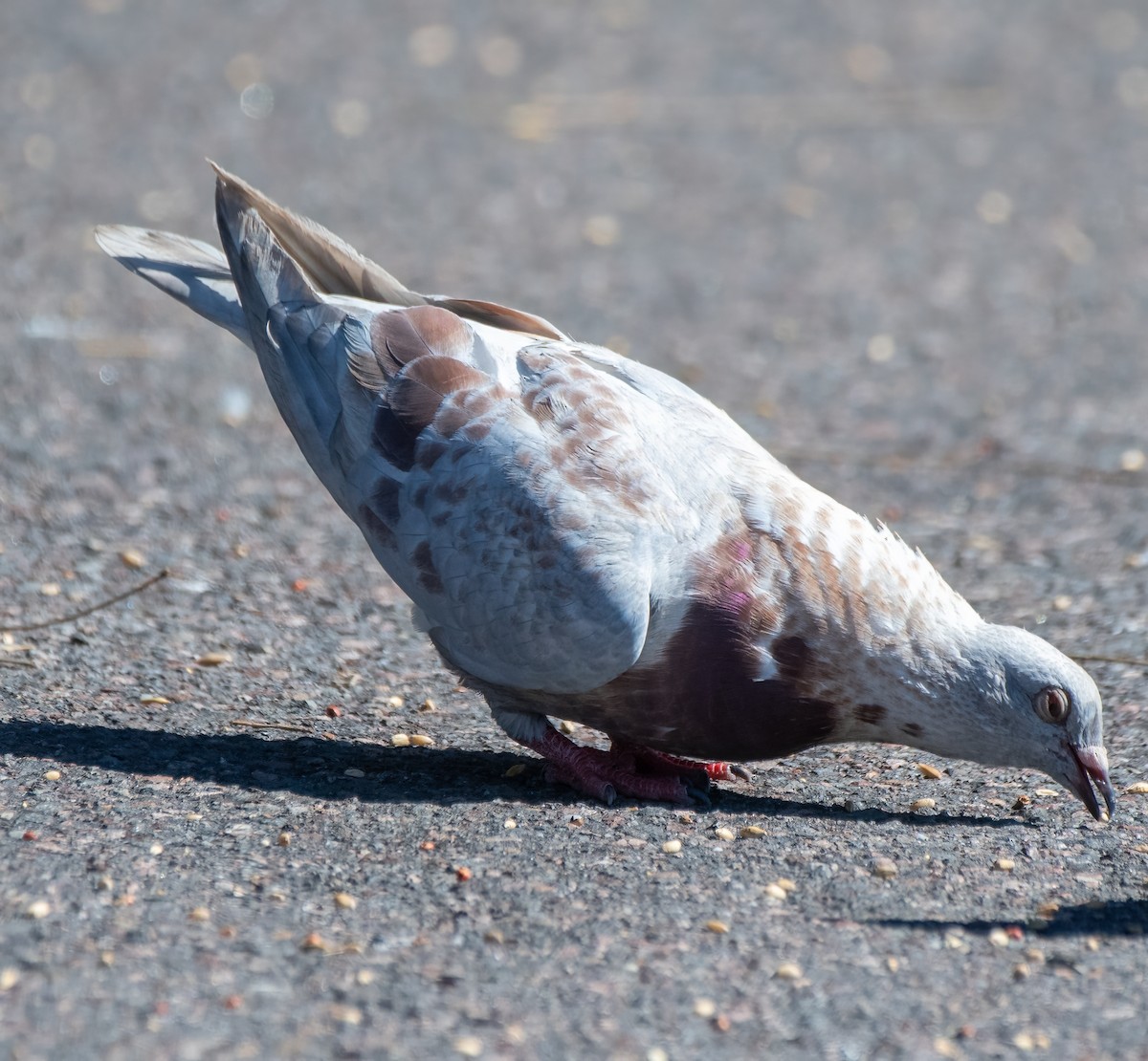 Rock Pigeon (Feral Pigeon) - ML613071273