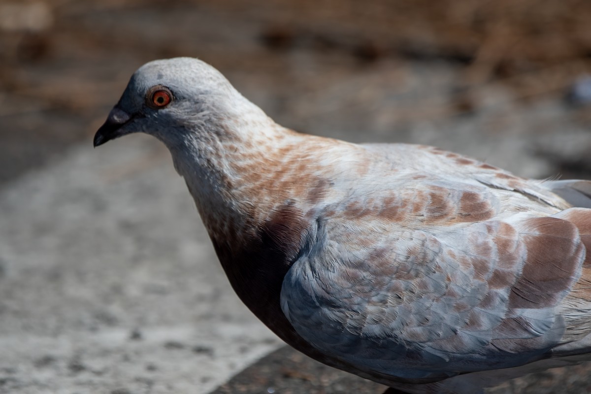 Rock Pigeon (Feral Pigeon) - ML613071274