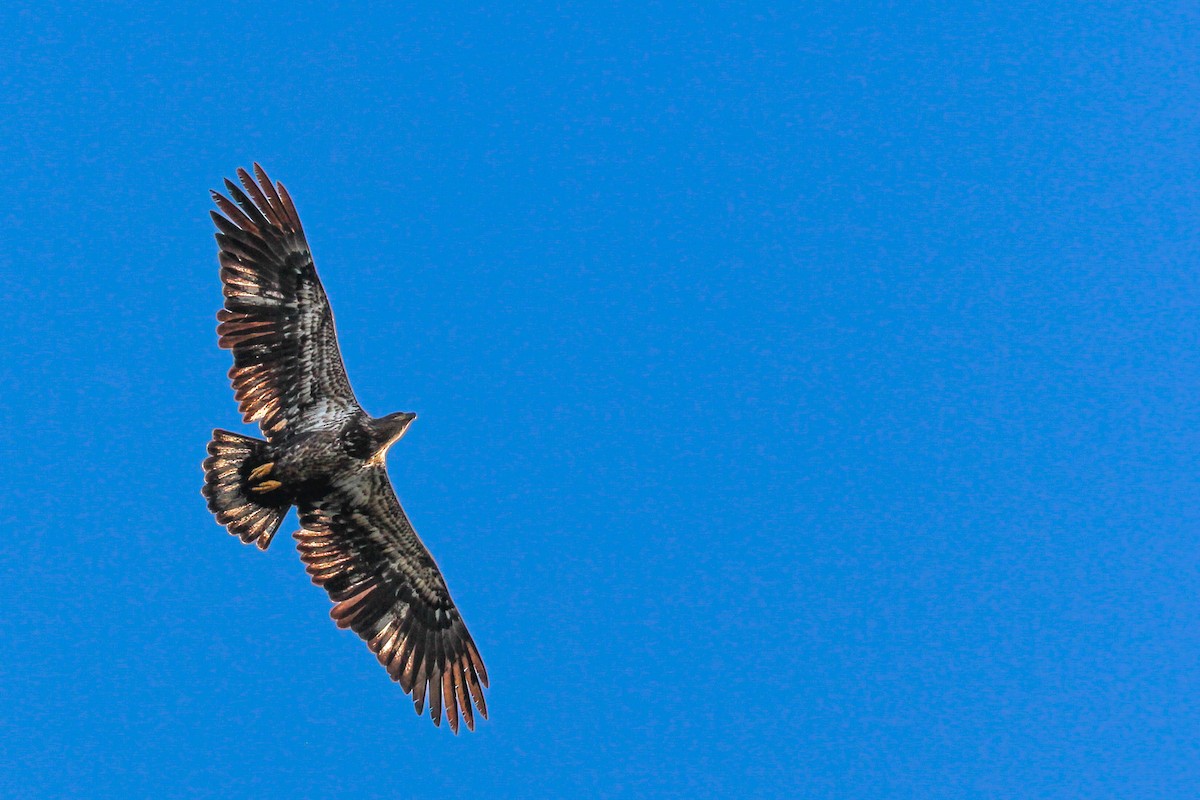 Bald Eagle - Roger Kohn