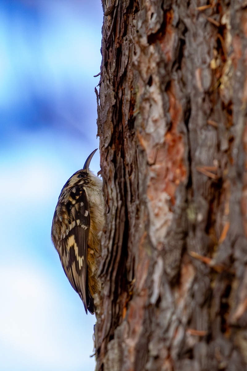 Brown Creeper - Roger Kohn