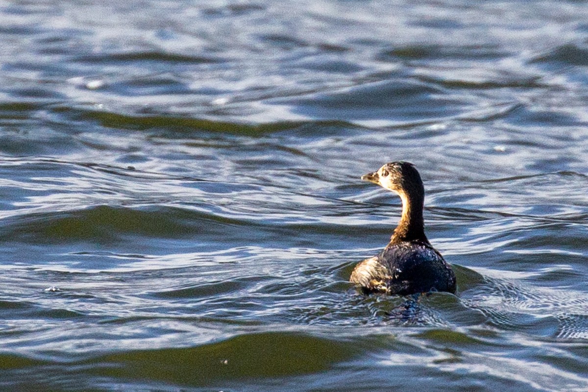 Pied-billed Grebe - Roger Kohn