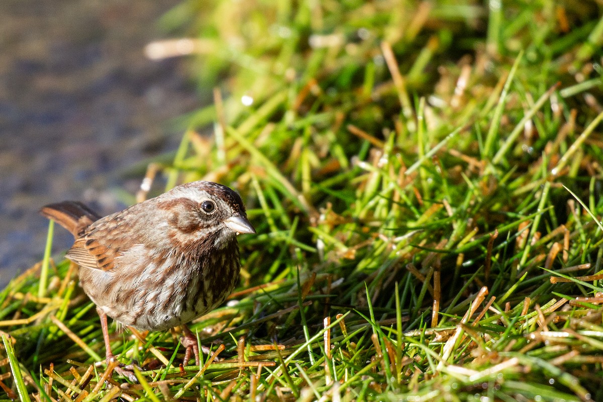 Song Sparrow - Roger Kohn