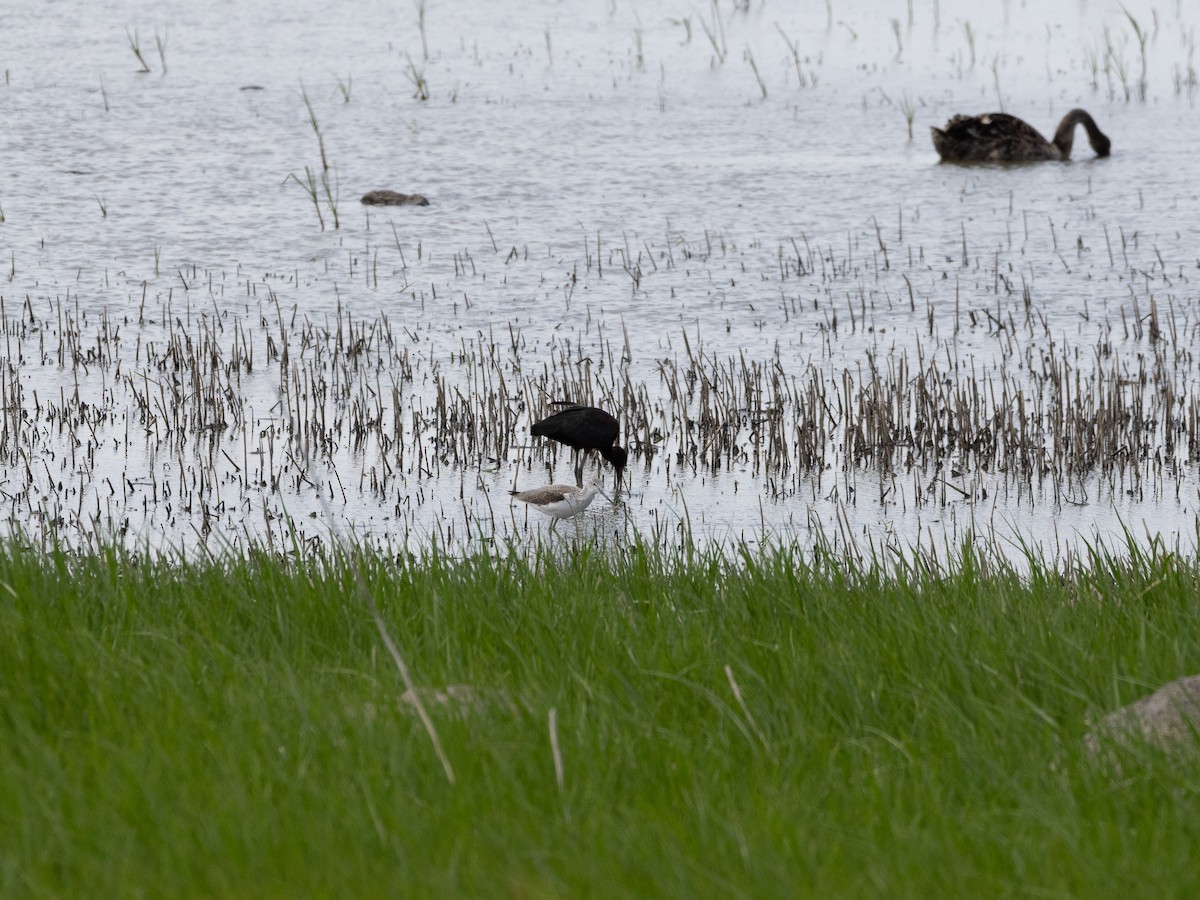 Common Greenshank - ML613071418