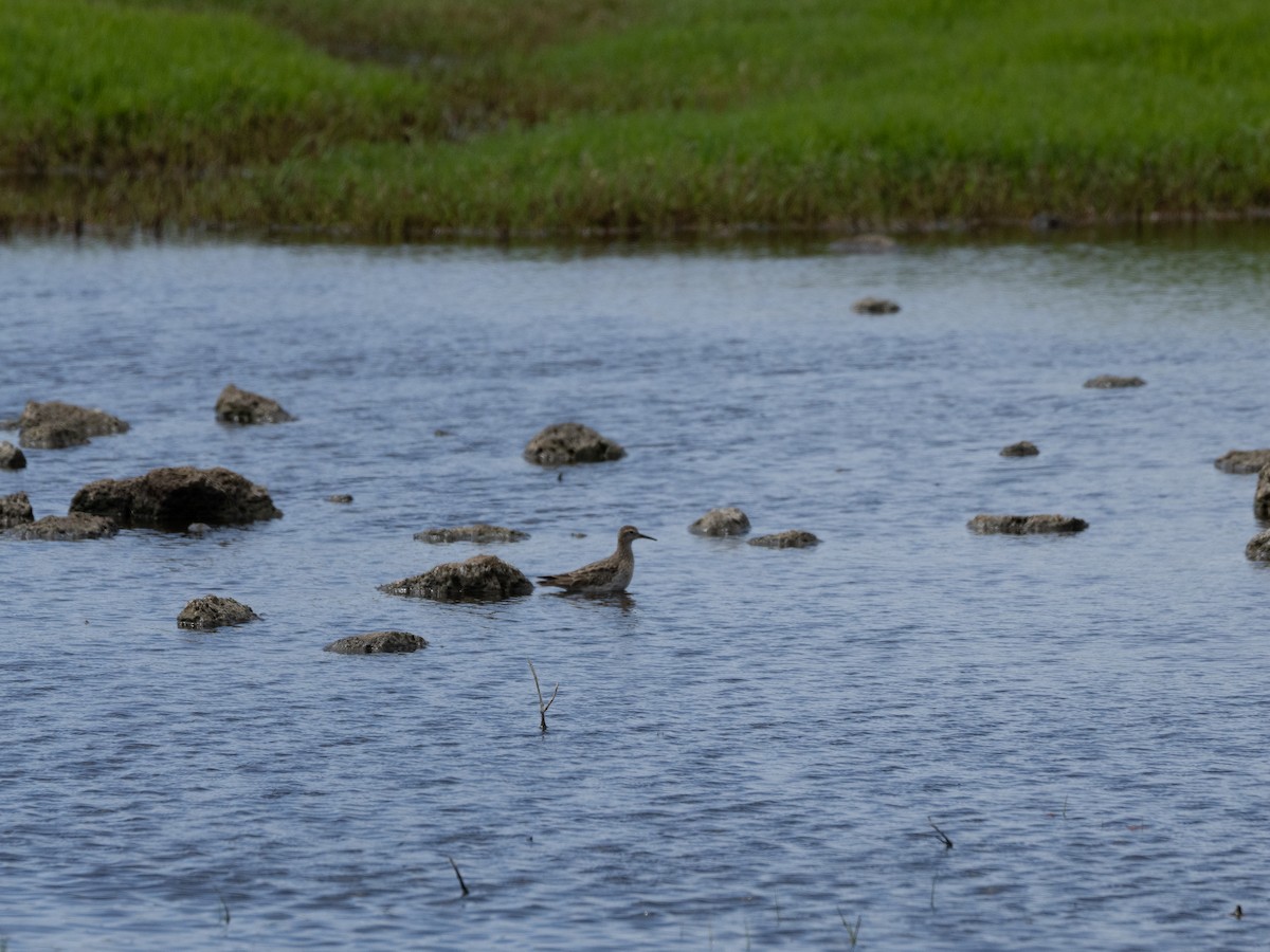 Sharp-tailed Sandpiper - ML613071424