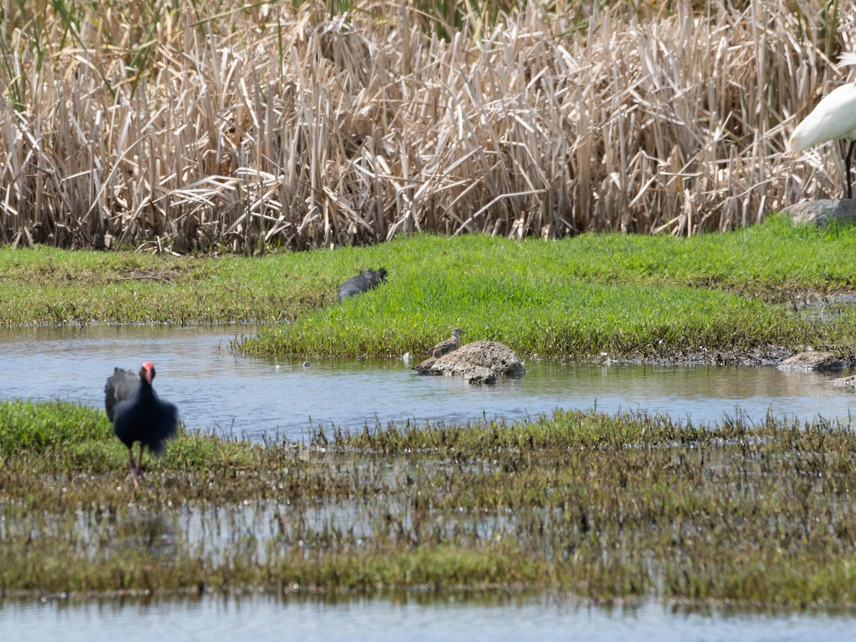 Sharp-tailed Sandpiper - ML613071425