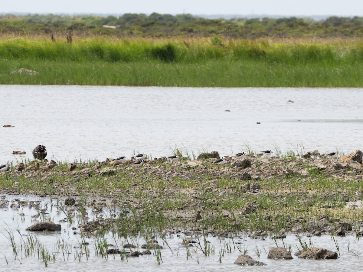 Sharp-tailed Sandpiper - ML613071430