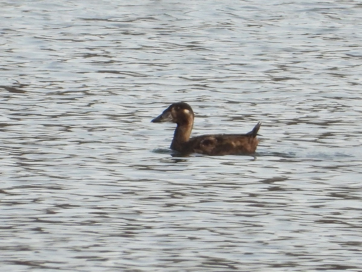 Surf Scoter - ML613071431