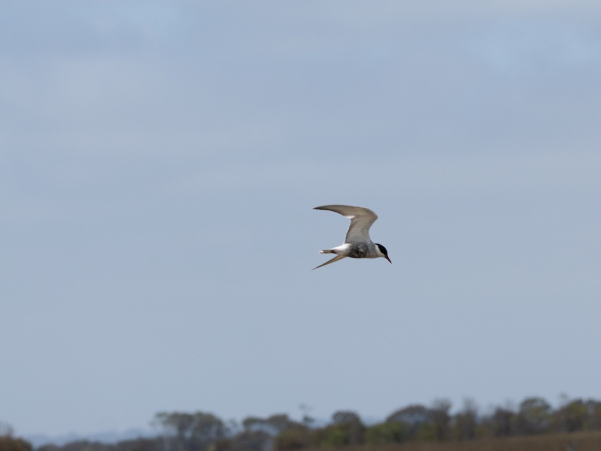 Whiskered Tern - ML613071432