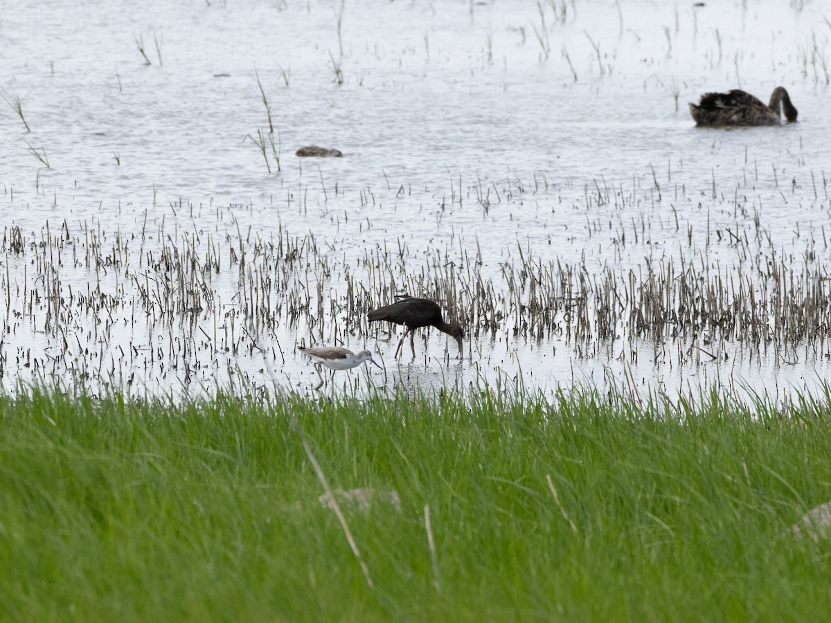 Glossy Ibis - ML613071438