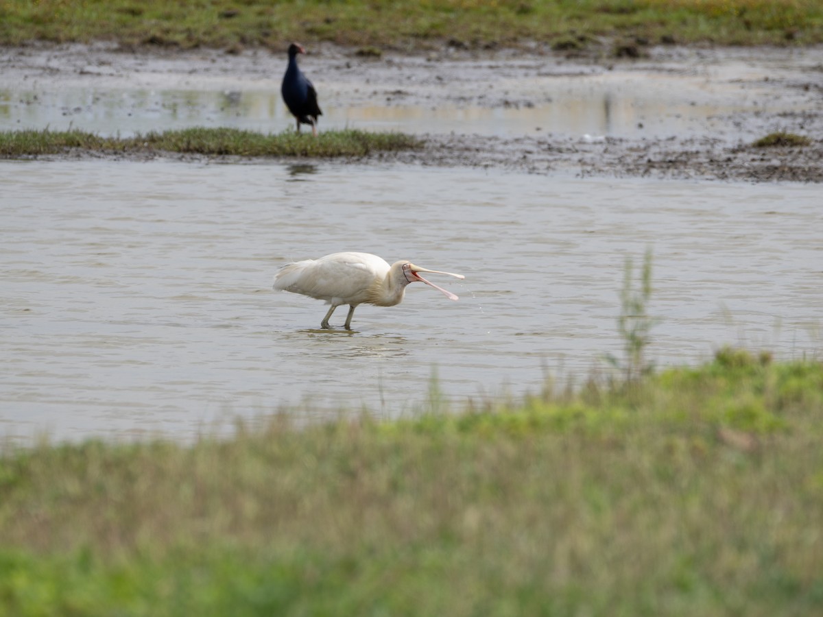 Yellow-billed Spoonbill - ML613071439