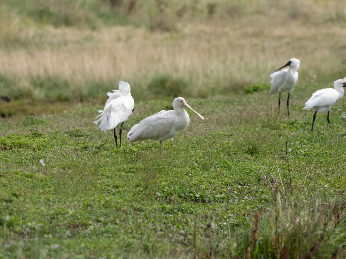 Yellow-billed Spoonbill - ML613071440