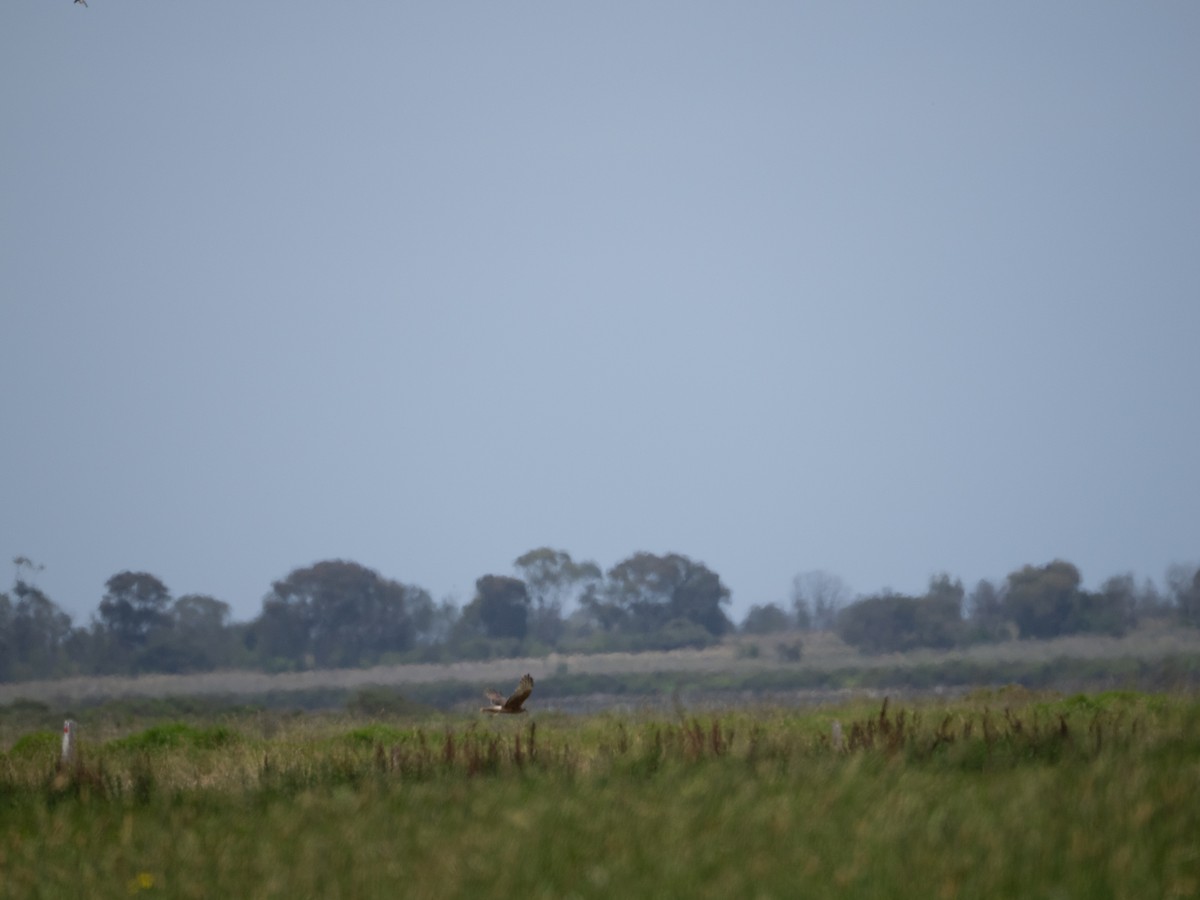 Swamp Harrier - ML613071441