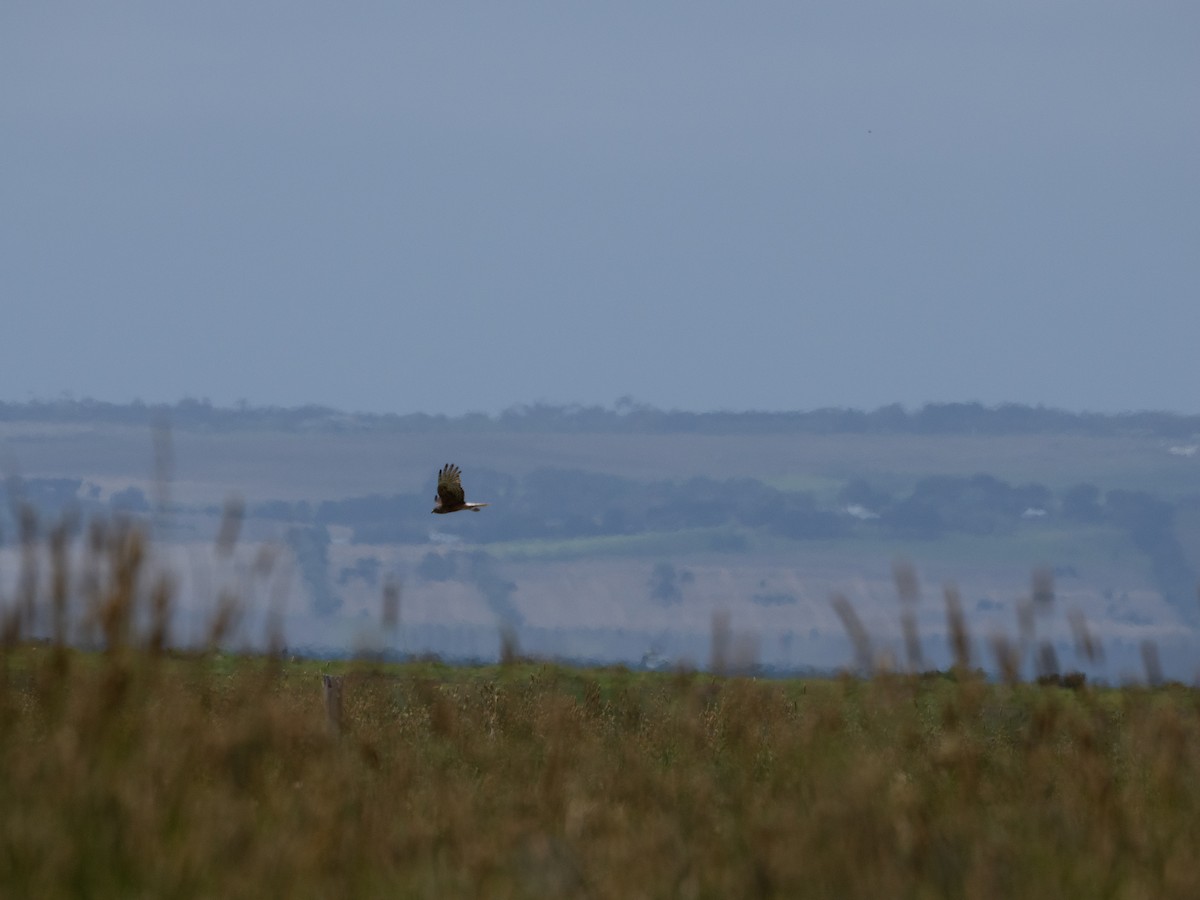 Swamp Harrier - ML613071442